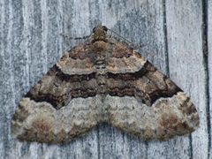 Xanthorhoe lacustrata