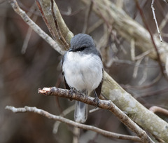 Eopsaltria georgiana