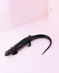 Diploglossus monotropis