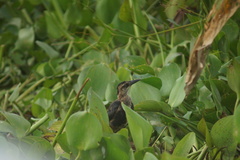 Quiscalus lugubris