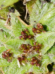 Plantago lanigera