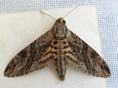 Agrius godarti