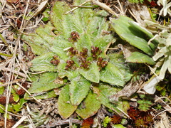 Plantago lanigera