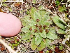 Plantago lanigera