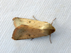 Australothis rubrescens