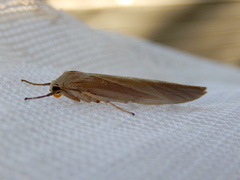 Calamidia hirta