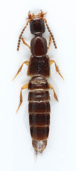 Gabronthus thermarum