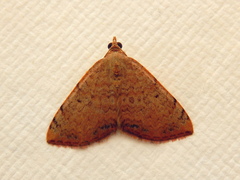 Chrysolarentia mecynata