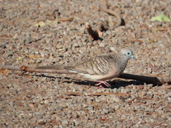 Peaceful Dove photo 5