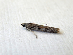 Cryptoblabes hemigypsa