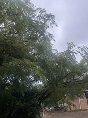 Pterocarpus angolensis