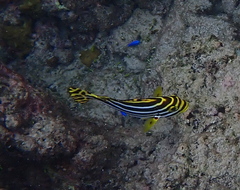 Plectorhinchus vittatus