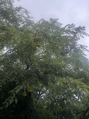 Pterocarpus angolensis