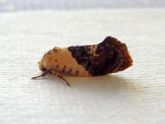 Hypertropha chlaenota