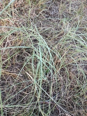 Panicum racemosum