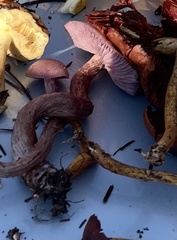 Laccaria amethysteo-occidentalis