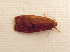 Lambula obliquilinea