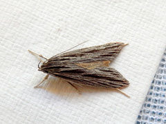 Leistarcha scitissimella