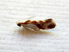 Lichenaula laniata