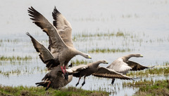 Cereopsis novaehollandiae