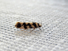 Lichenaula melanoleuca