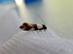 Monopis icterogastra