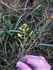 Bulbine bulbosa