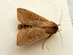 Mythimna convecta