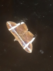 Hemeroblemma mexicana