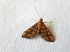 Nacoleia rhoeoalis