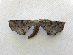 Parepisparis multicolora