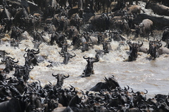 Connochaetes taurinus mearnsi