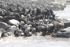 Connochaetes taurinus mearnsi