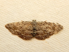 Phelotis cognata