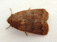 Proteuxoa