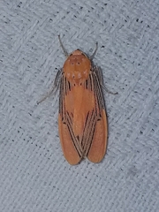 Lepidokirbyia boreas