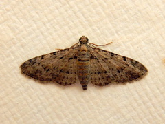 Sigilliclystis insigillata