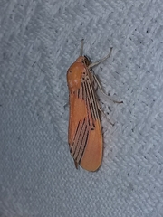 Lepidokirbyia boreas