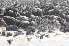 Connochaetes taurinus mearnsi