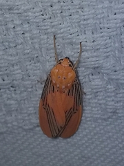 Lepidokirbyia boreas