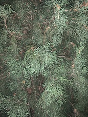 Cupressaceae