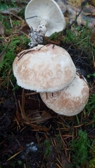 Leucopaxillus paradoxus