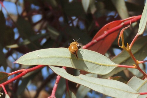Amegilla scoparia