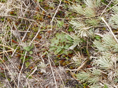 Plantago lanigera