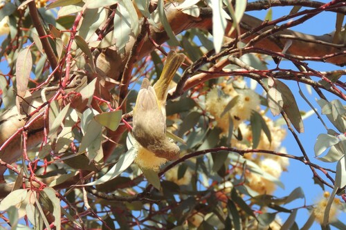 White-plumed Honeyeater
