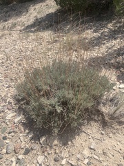 Artemisia bigelovii