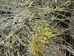 Hakea lorea