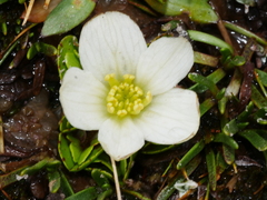Caltha obtusa
