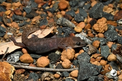 Diplodactylus lateroides