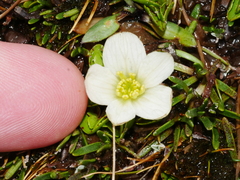 Caltha obtusa